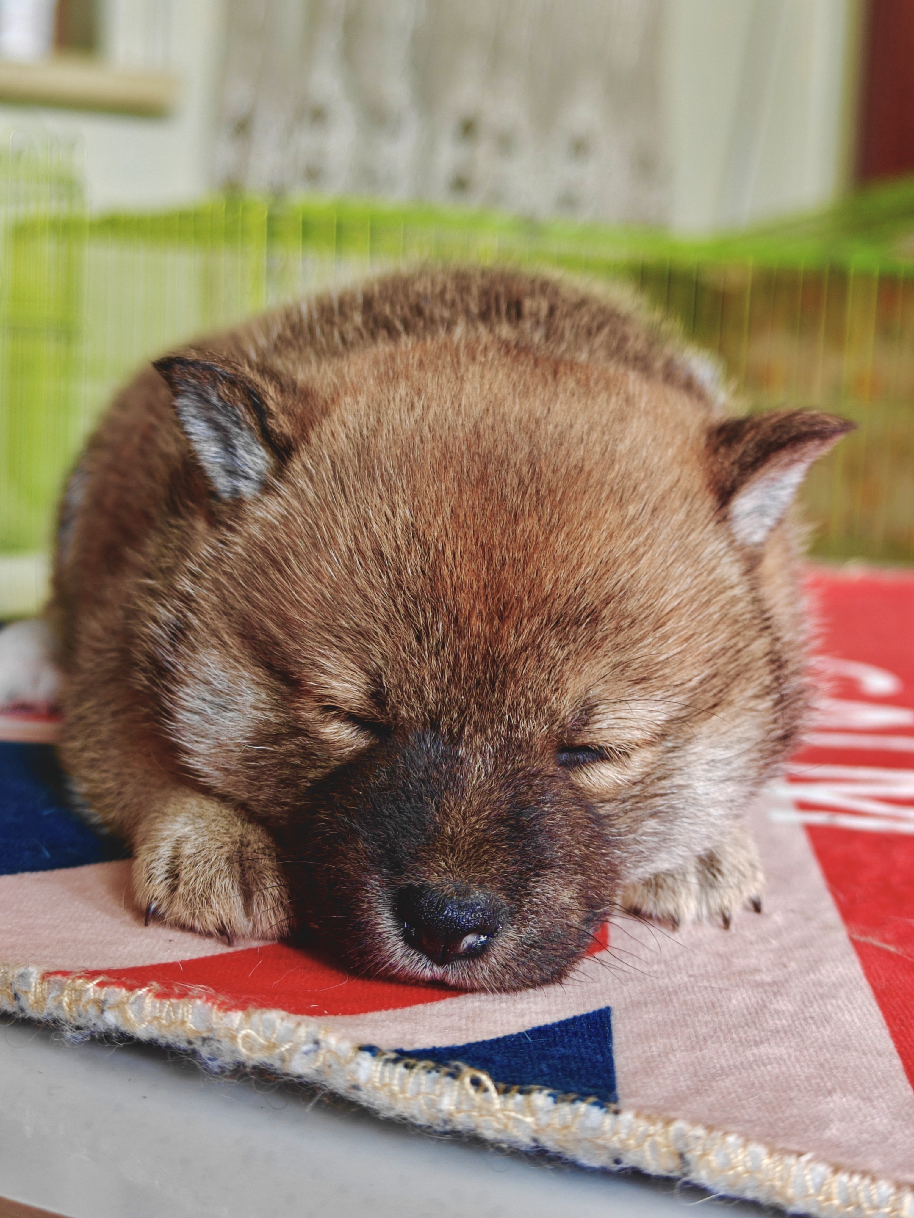 精品包子脸,爆红柴犬妹妹,